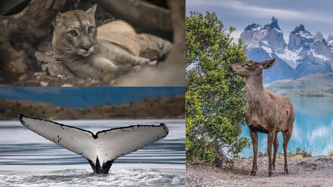 Fauna patagónica: animales emblemáticos y dónde encontrarlos